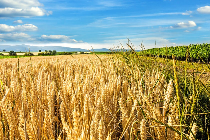 Ausschreibungen & Aufträge für die Landwirtschaft & Forstwirtschaft