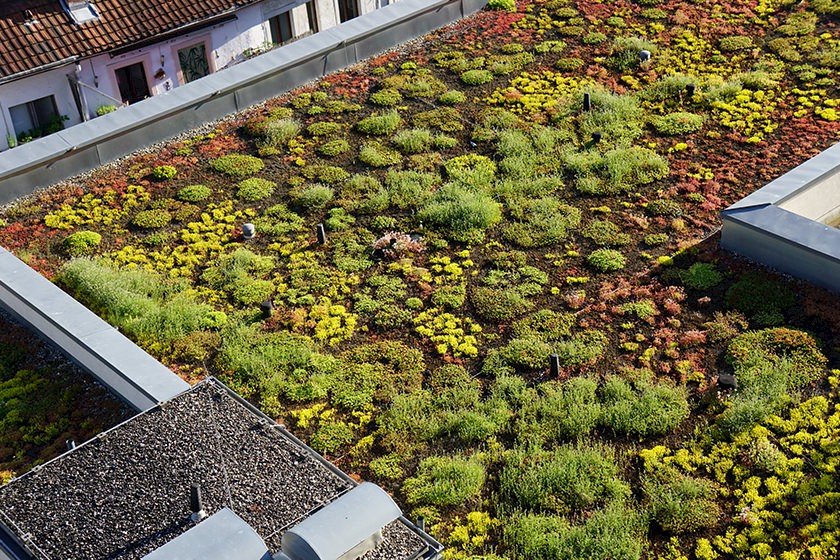 Dachbegrünung Pflicht: Flachdach mit extensiver Dachbegrünung.