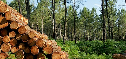 Kreislaufwirtschaft Bauwesen: Gestapelte Holzbalken im Wald
