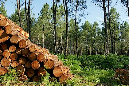 Kreislaufwirtschaft Bauwesen: Gestapelte Holzbalken im Wald