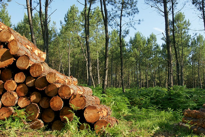 Kreislaufwirtschaft Bauwesen: Gestapelte Holzbalken im Wald